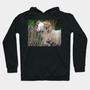 Animal Farm Life Art Photography Goat Ram in Field Meadow Country Animals Hoodie